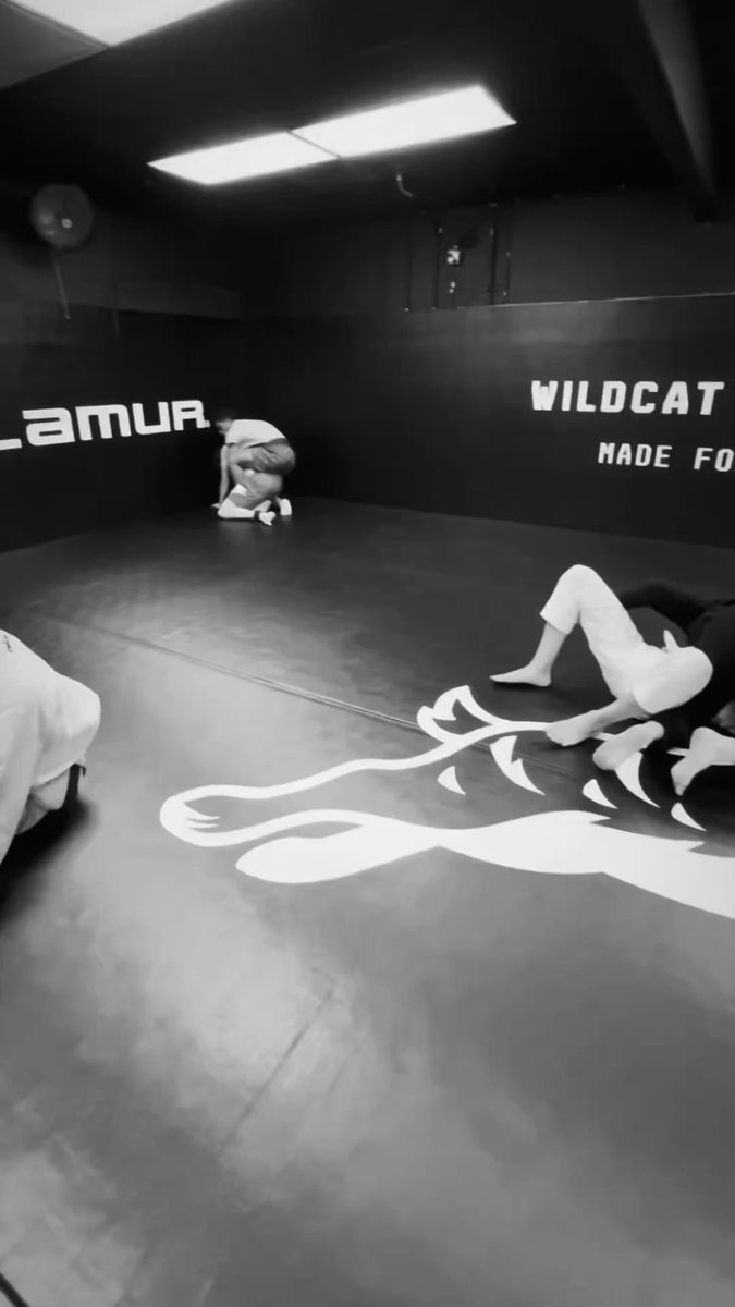 Wildcat Boxing Club visual
