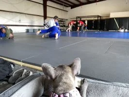 Moreno BJJ academy photo